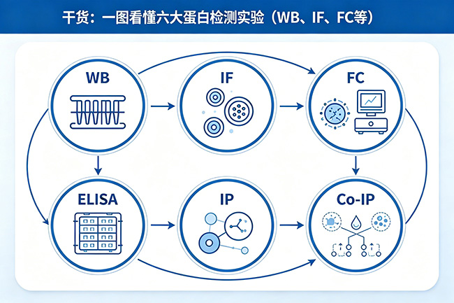 干货：一图看懂六大蛋白检测实验（WB、IF、FC等）