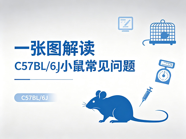 干货 | 一张图解读C57BL/6J小鼠常见问题