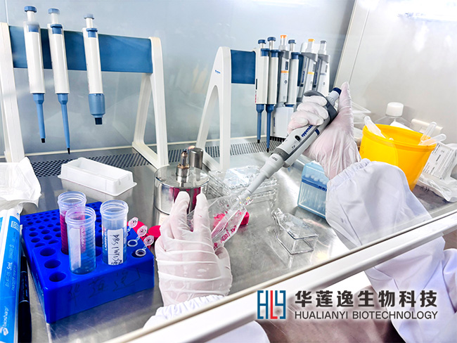 转染效率低不是试剂的锅:90%的失败是这两个参数设错了